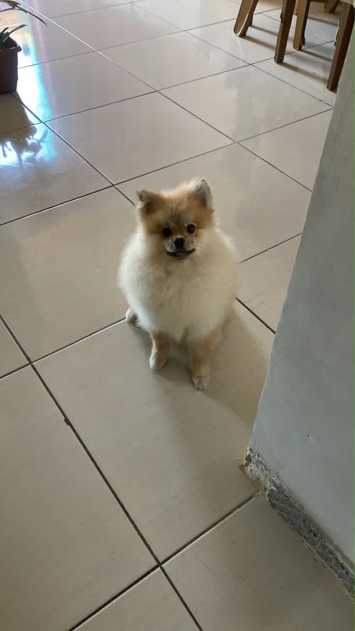 Spitz alemão 