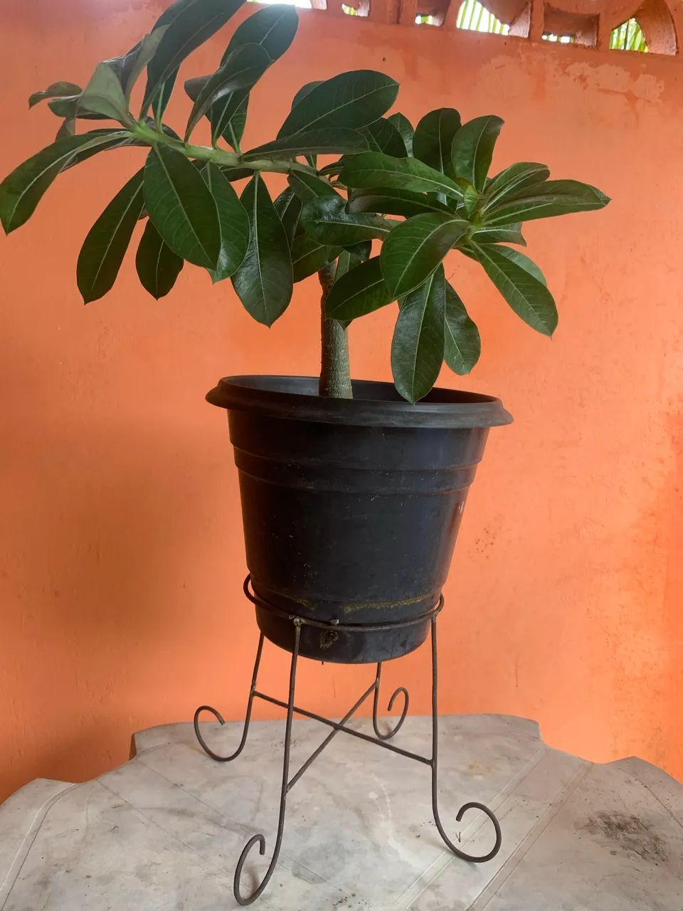 Suportes de ferro para plantas  - Foto 5