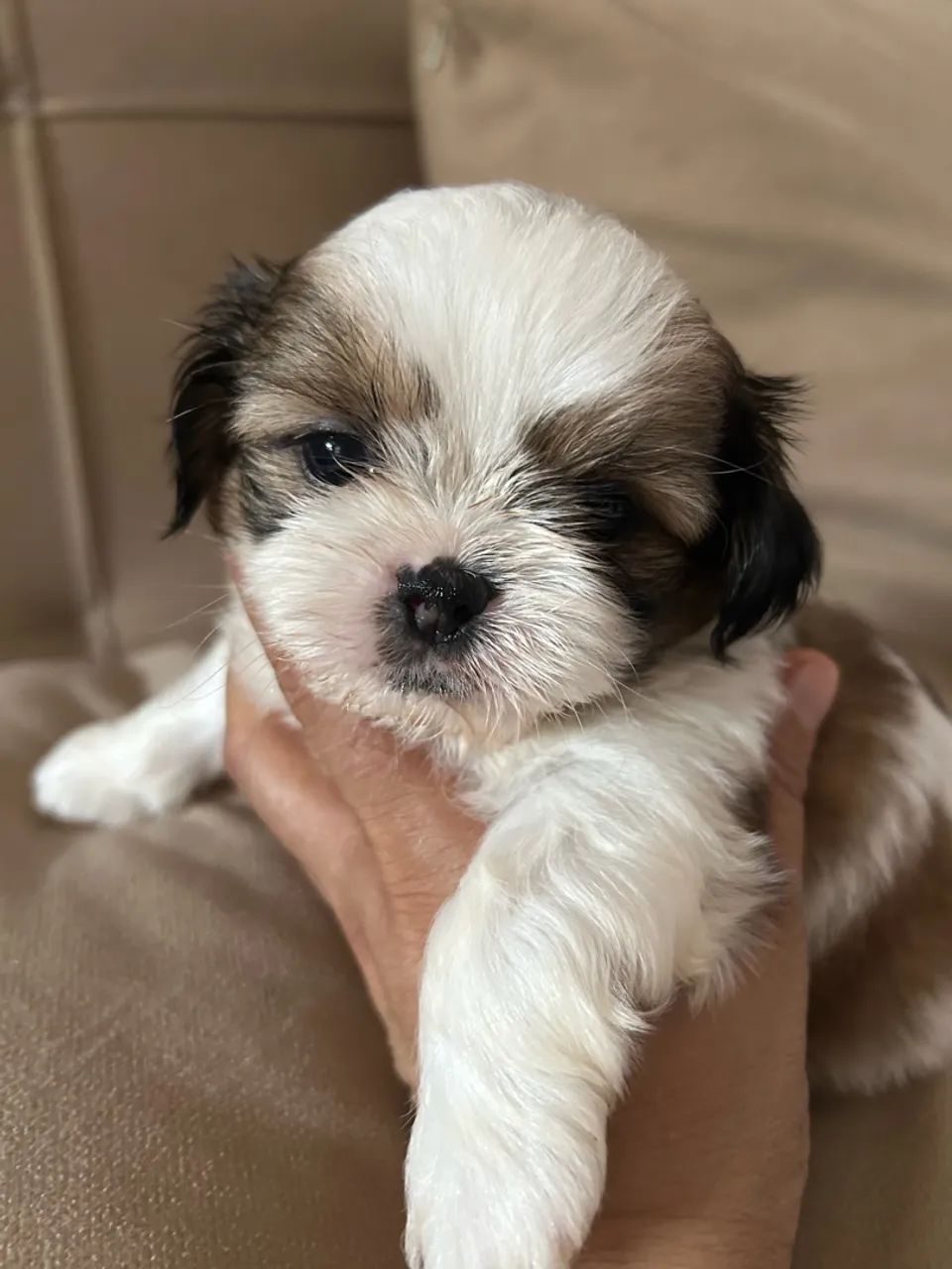 Cachorro  - Foto 3