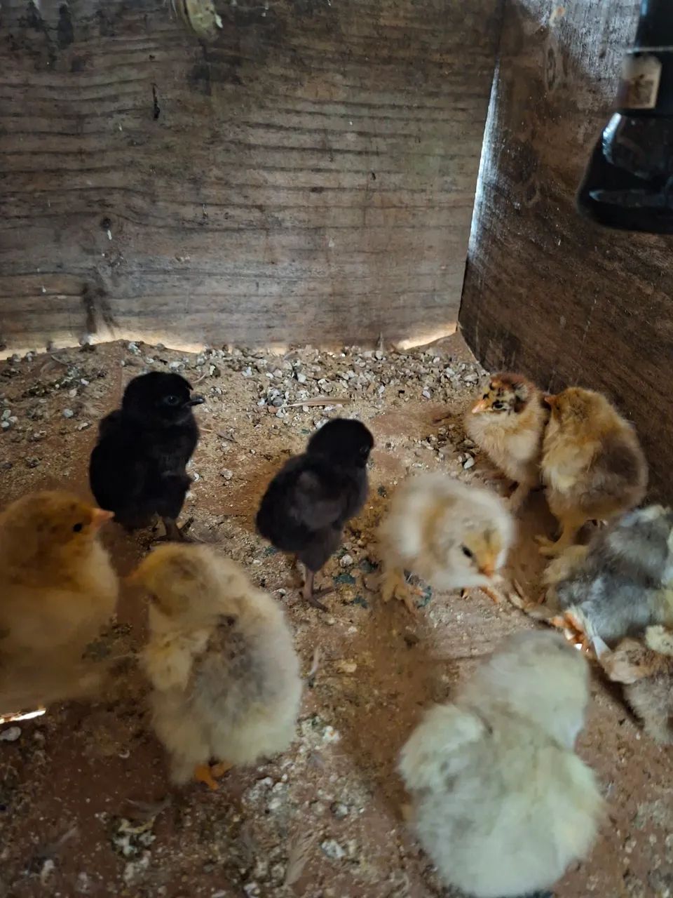 Pintinho de brahma e de ameraucana black  - Foto 4