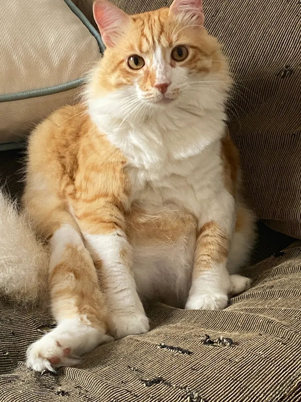 Gato amarelo castrado 