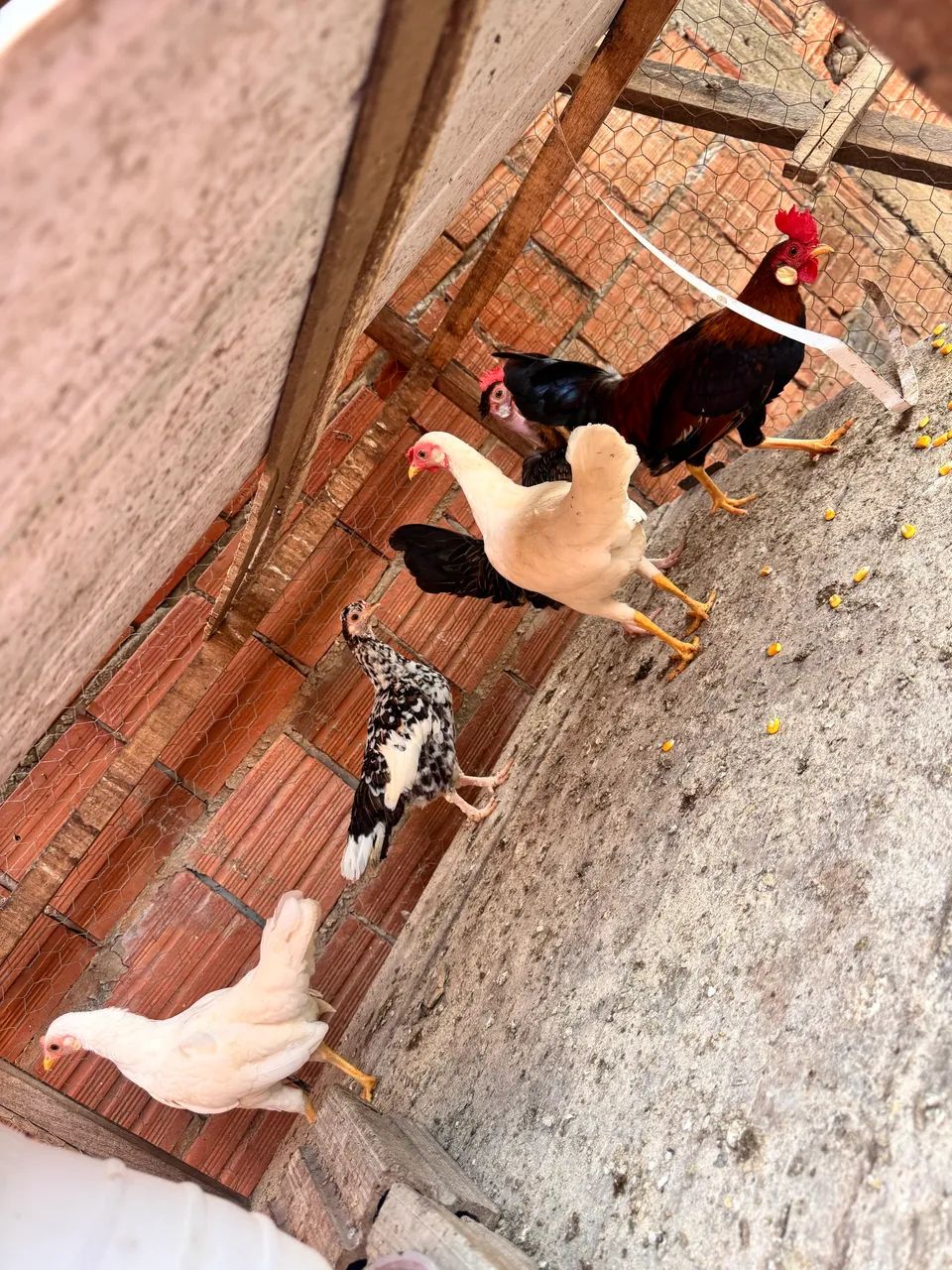 Galinhas garnisés  - Foto 4