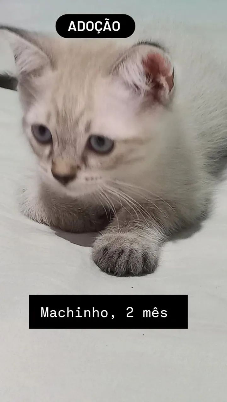 Adoção responsável 