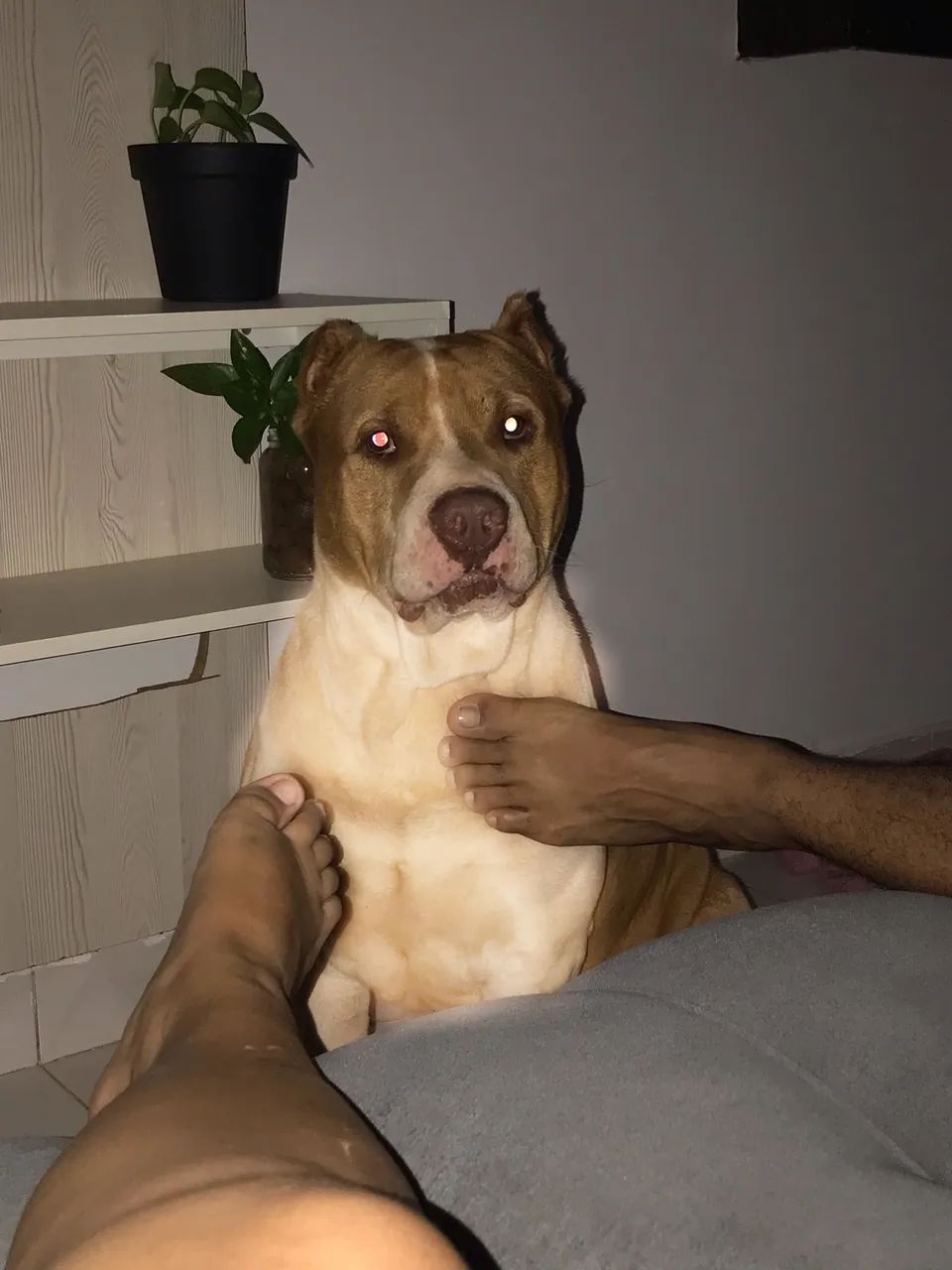 Doação Pitbull misturado  - Foto 5