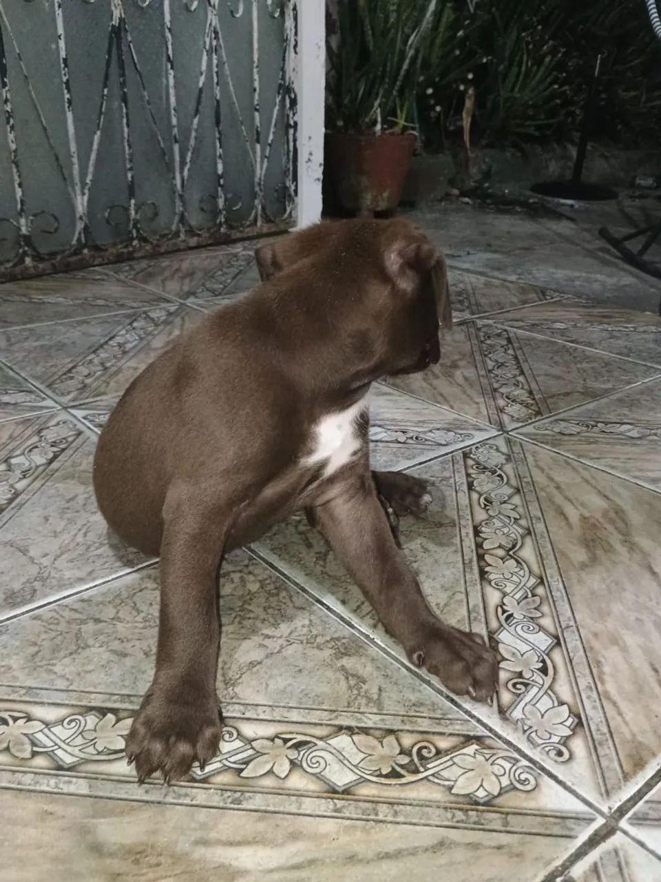 Pitbull  - Foto 2