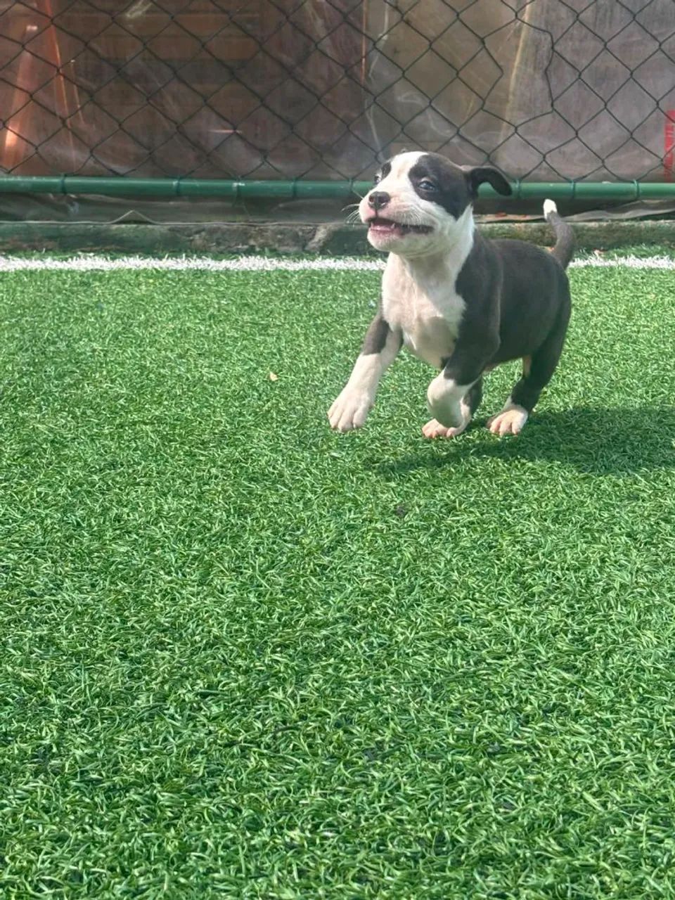 PITMONSTER, PITBULL - Foto 5