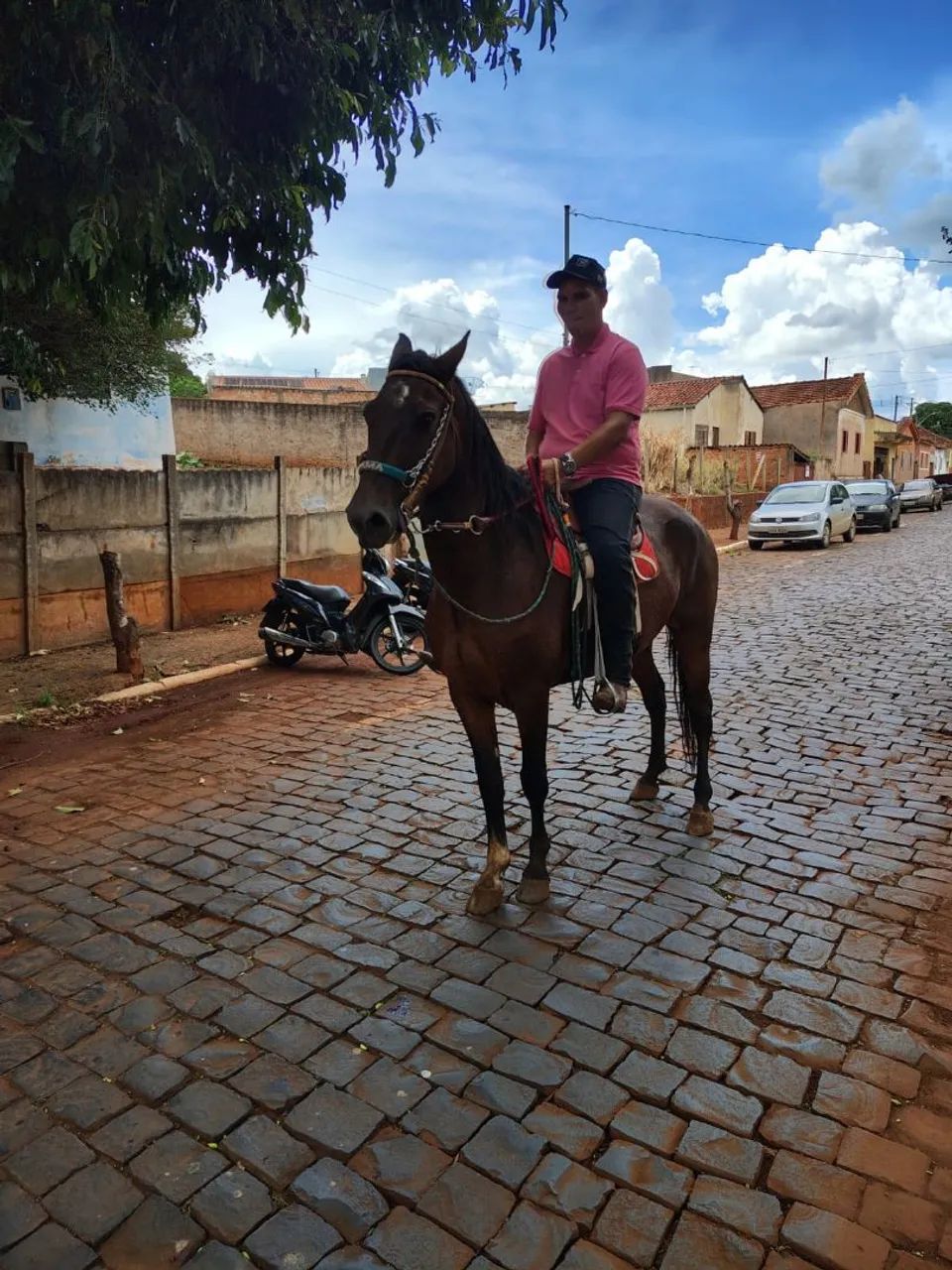 Cavalo mangalarga paulista  - Foto 3