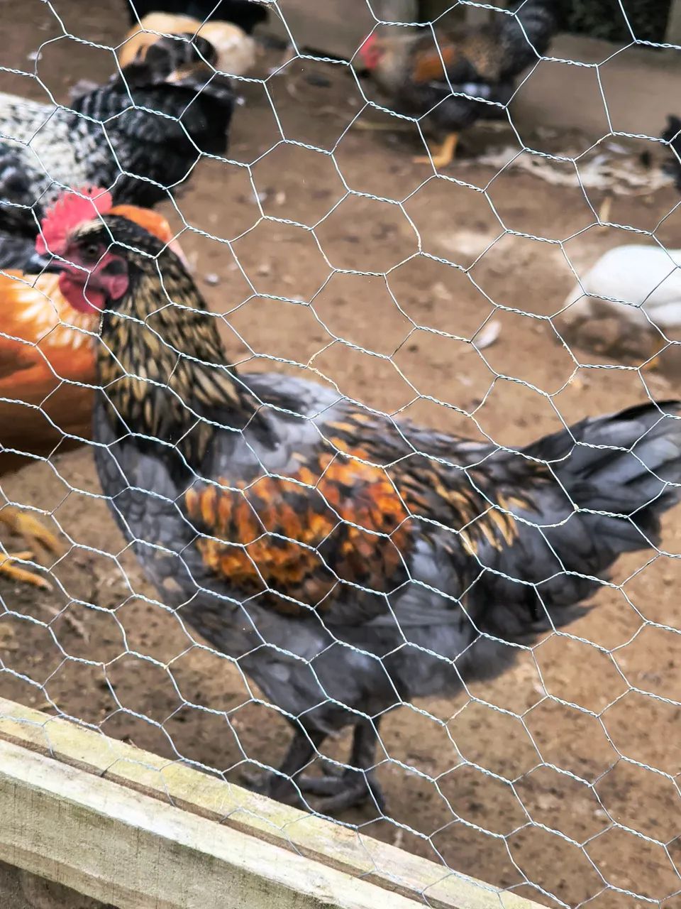Vendo Frango caipira  - Foto 2