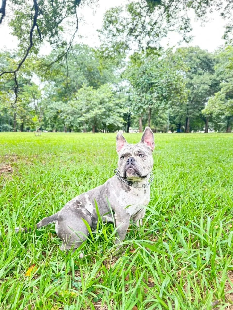 Exotic bully Macho Triblue Merle Disponível  - Foto 2