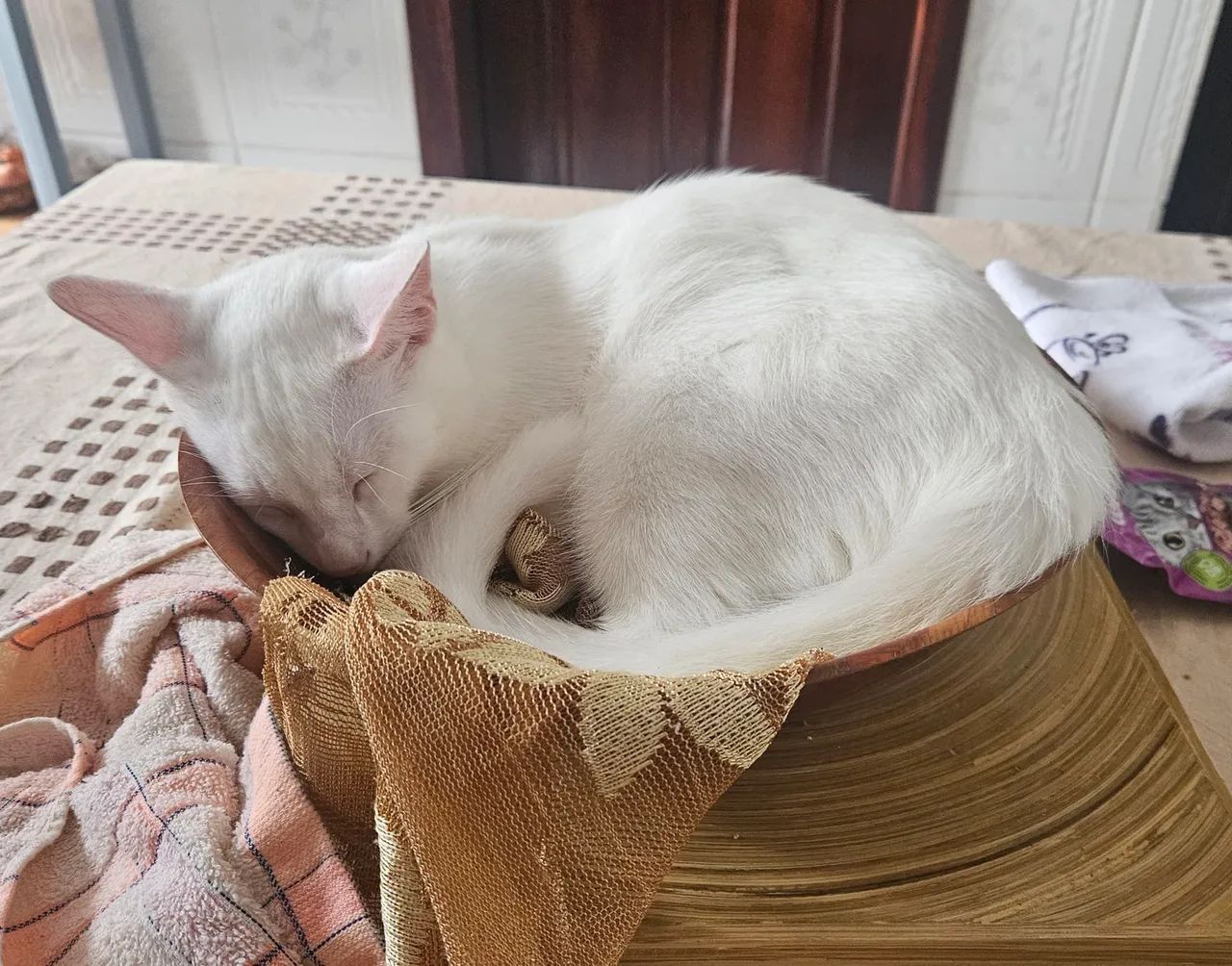 Gatinho Doação - Foto 4