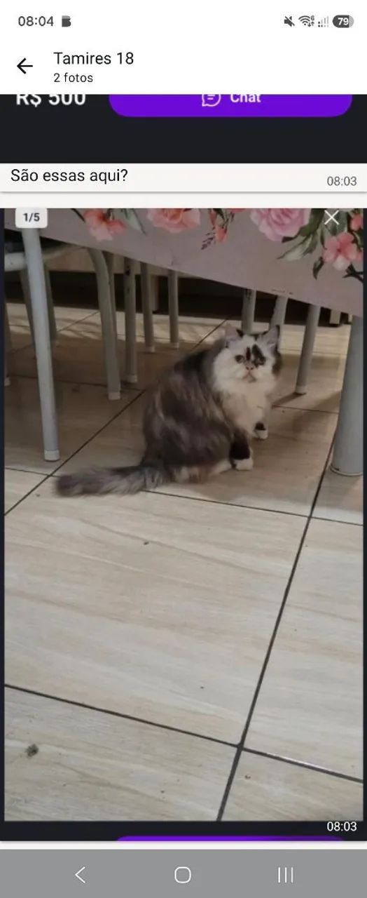 Gata persa 