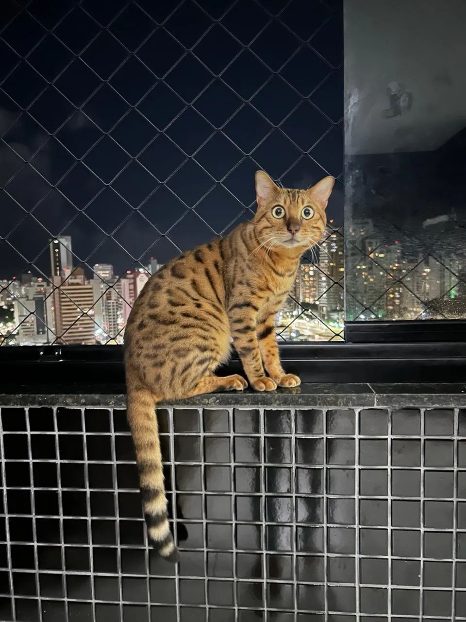 Gatos Bengal 