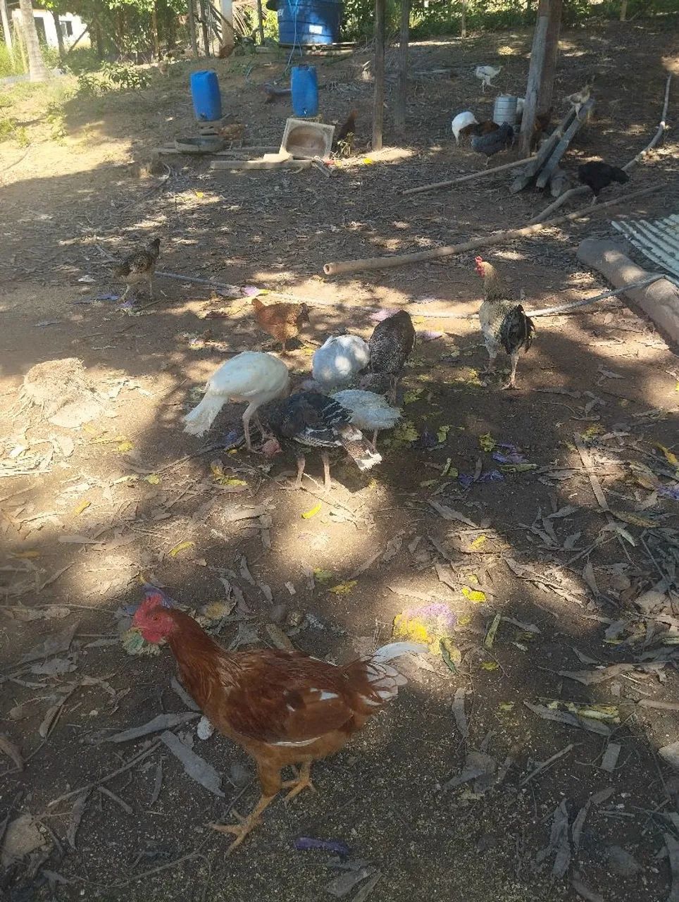 Aves - Foto 5