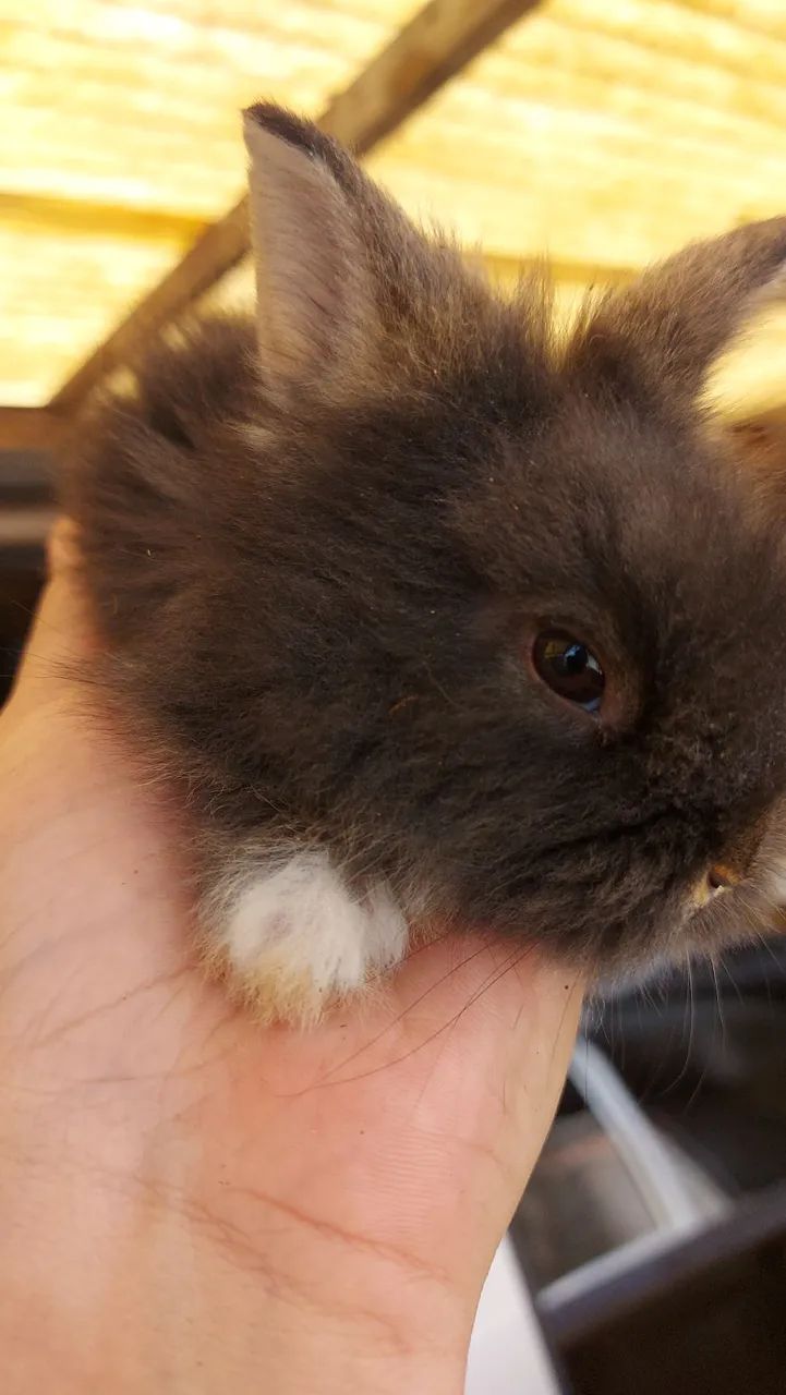Mini Lionhead prontos para novo lar preço especial - Foto 3