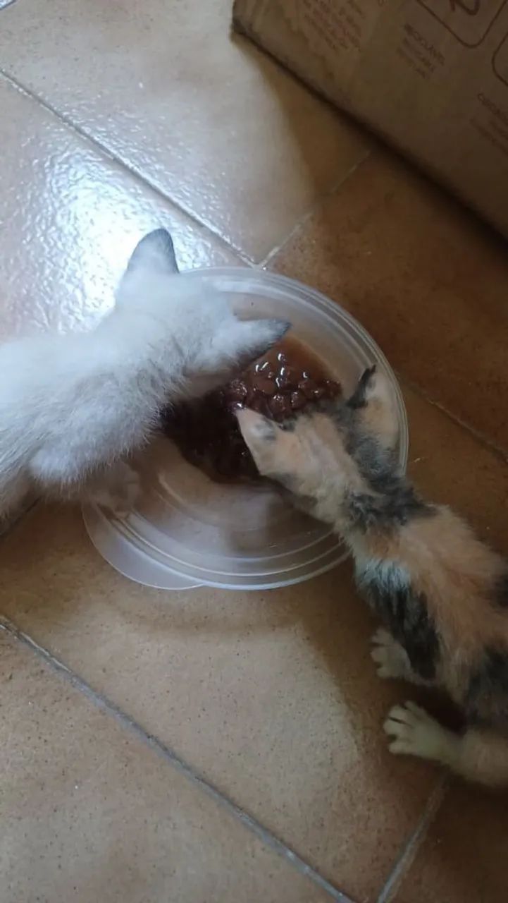 Doação de gatinhas - Foto 2