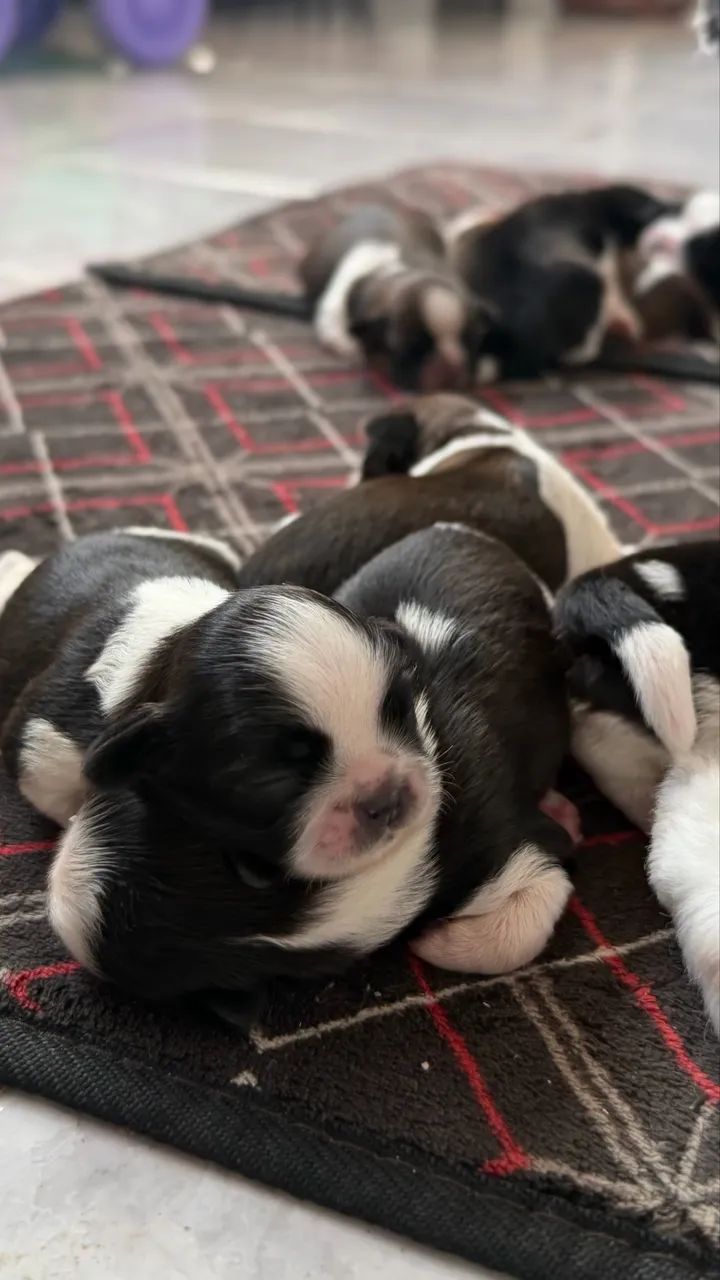 Shih-tzu  - Foto 4