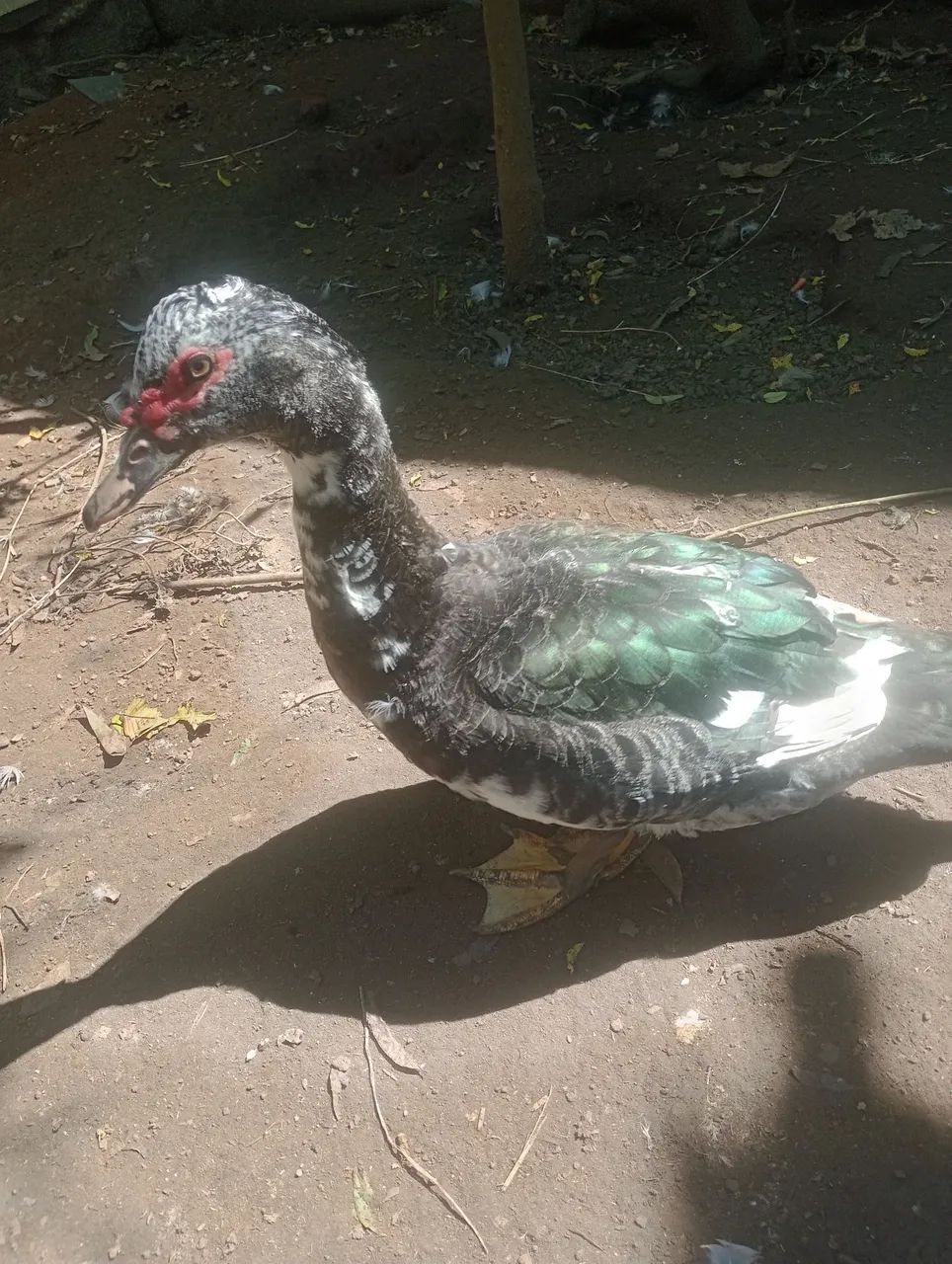 Pato e pata  - Foto 5