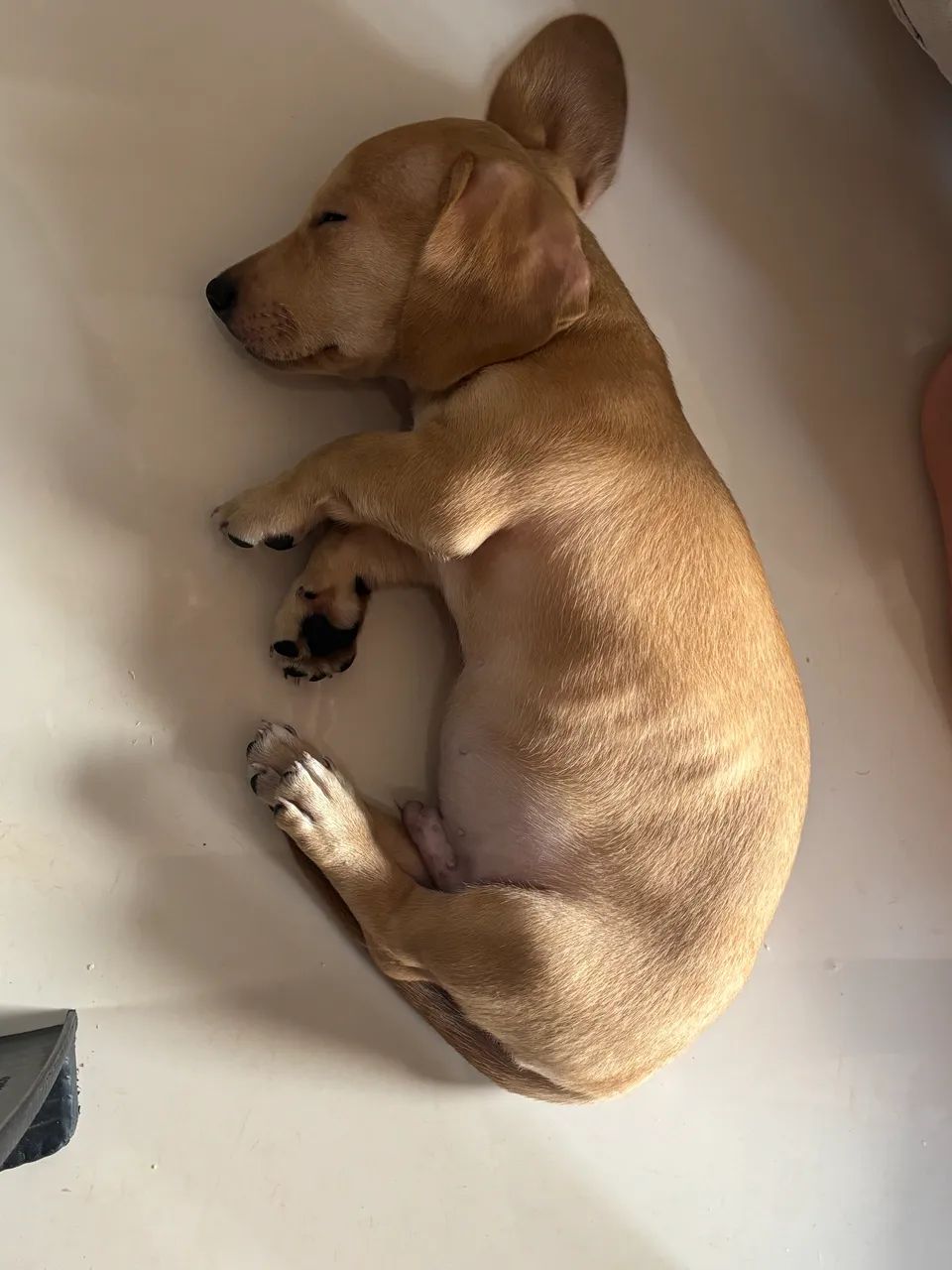Filhotes de Dachshund