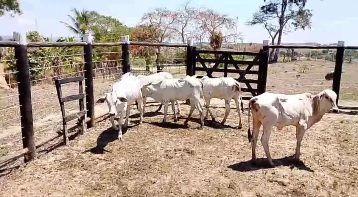 Vendo 5 bezerras, na média de 6@.