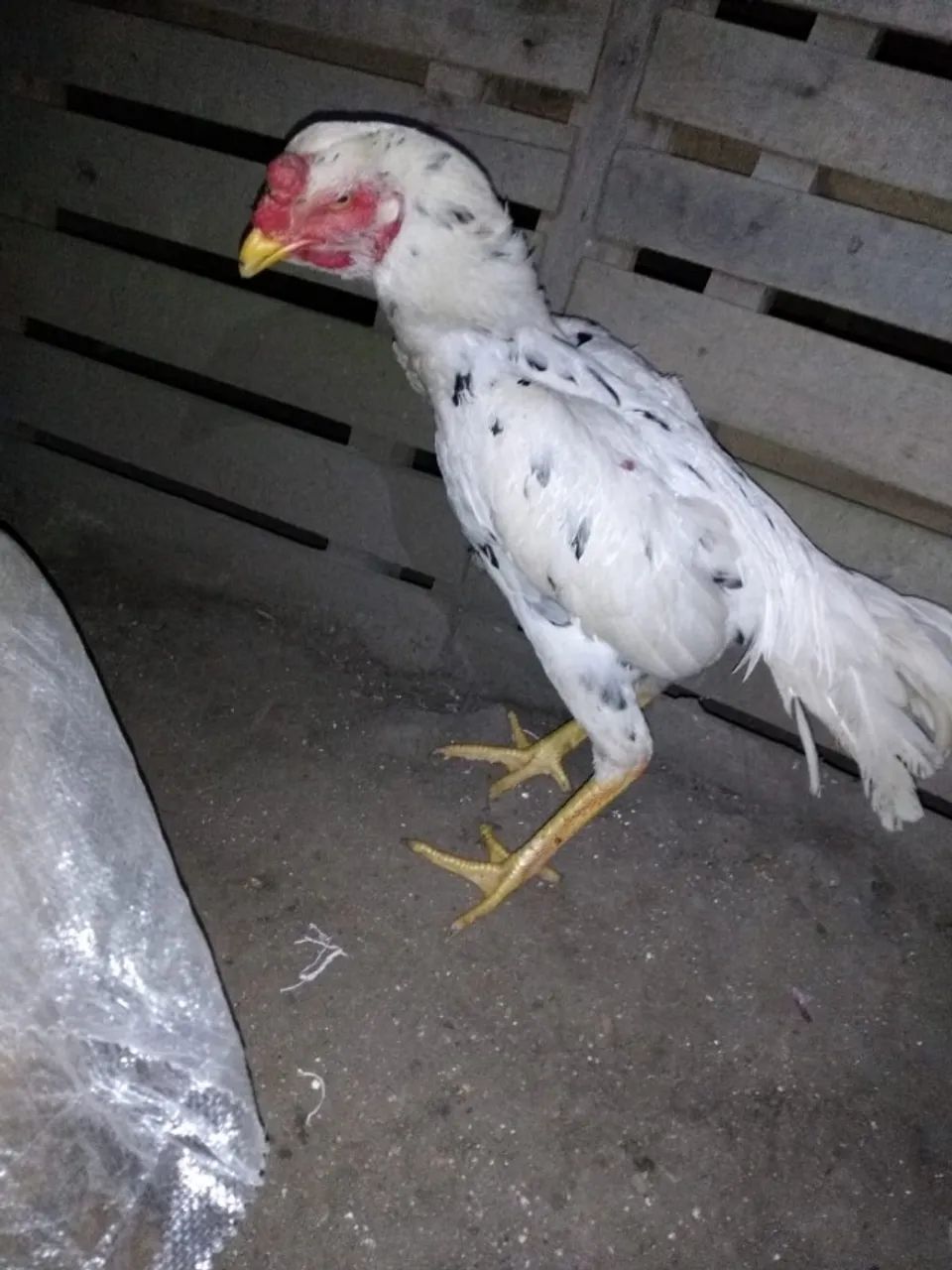 Galo Indio  - Foto 4