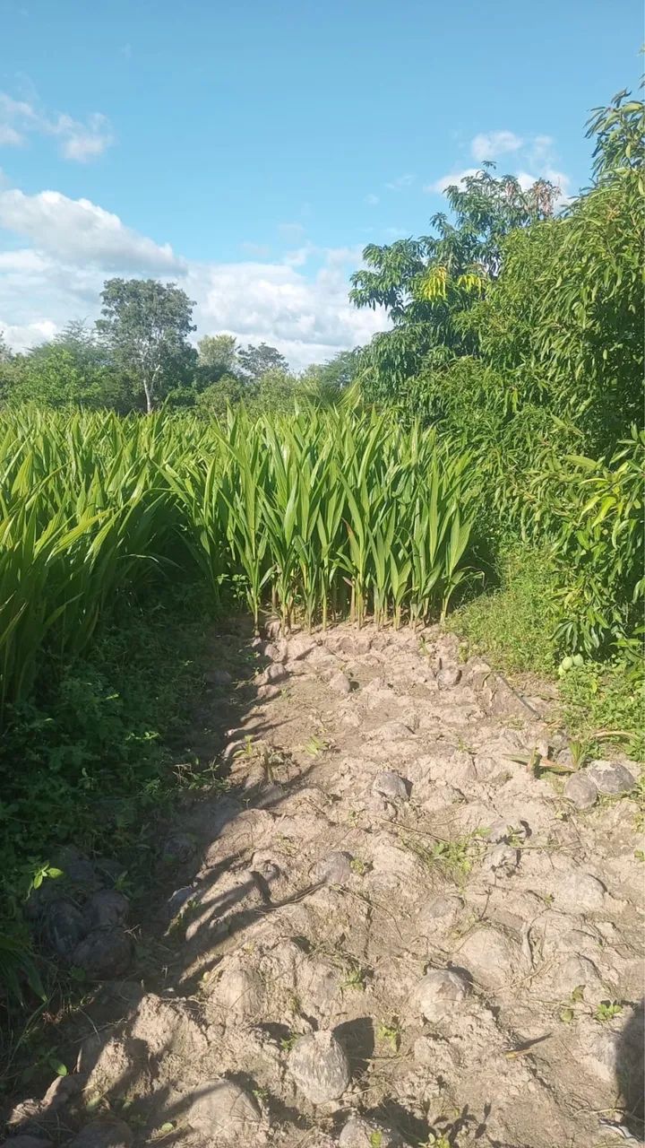 Mudas de coco - Foto 2