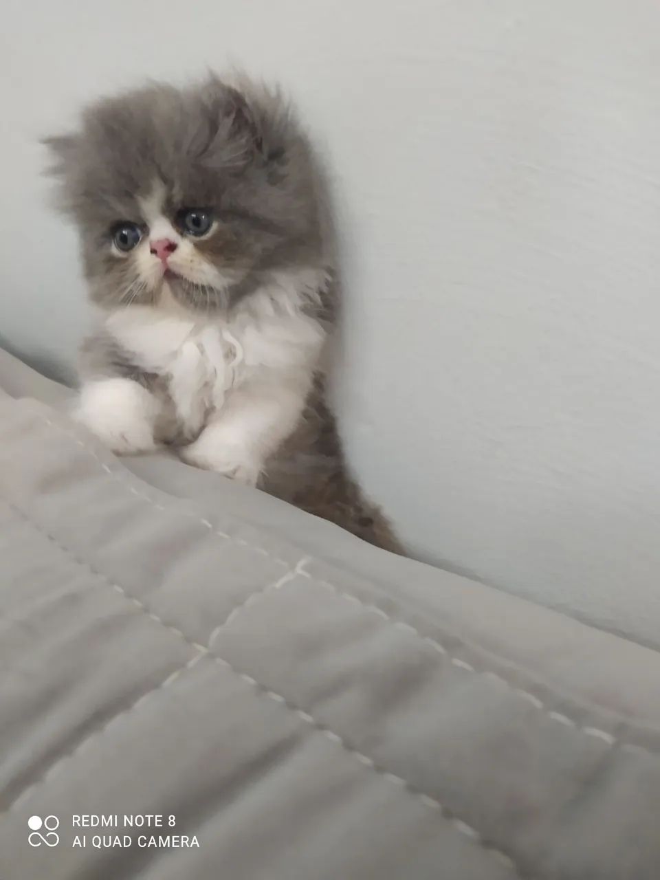 Fêmea perça show  - Foto 2