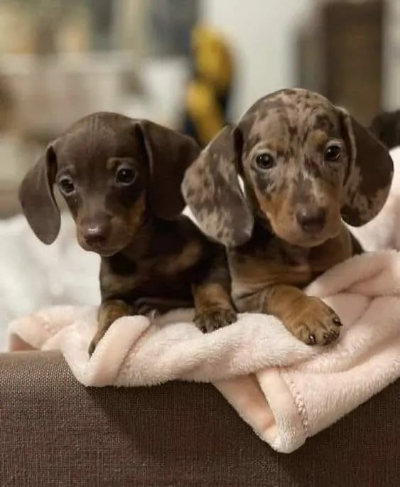Basset teckel saudavel 