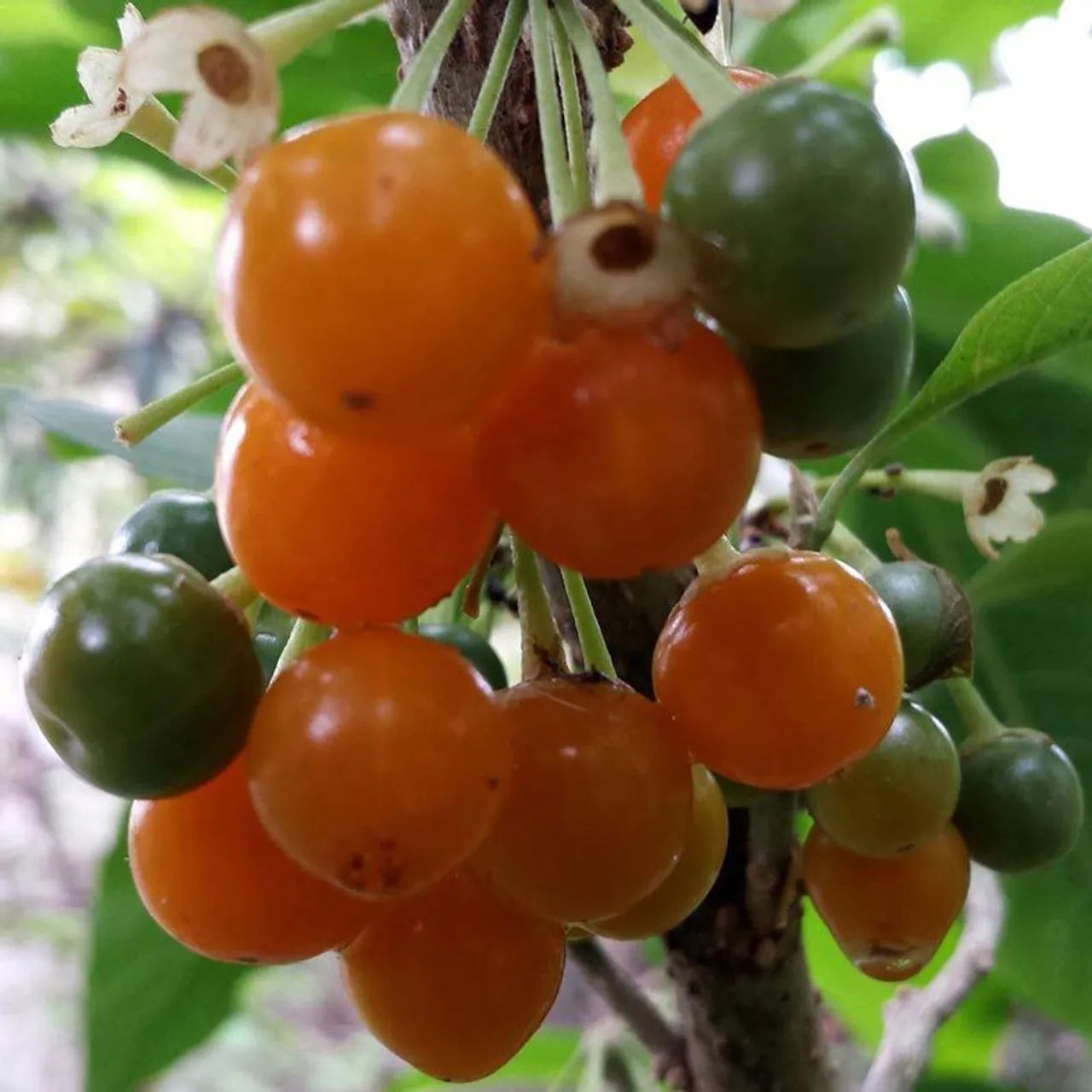 Mudas de árvores fruta do sabiá  - Foto 3