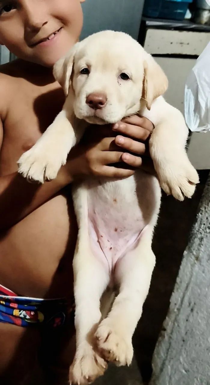 Labrador  - Foto 3