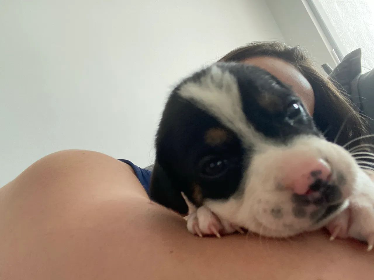 Adoção Responsável  - Foto 5