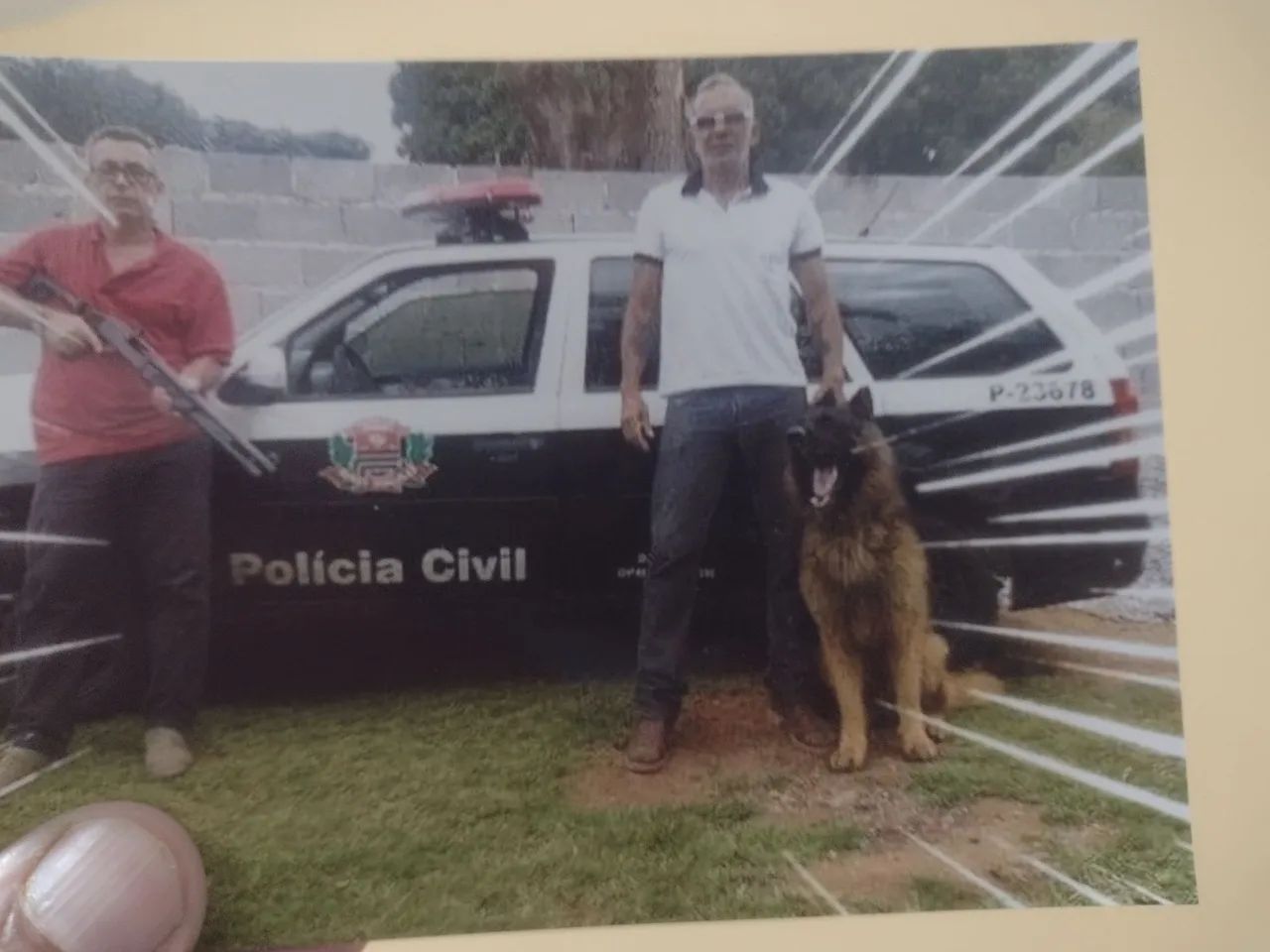 Pastor alemão  - Foto 2