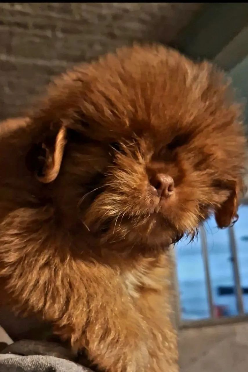Filhotes de Shih Tzu  - Foto 2