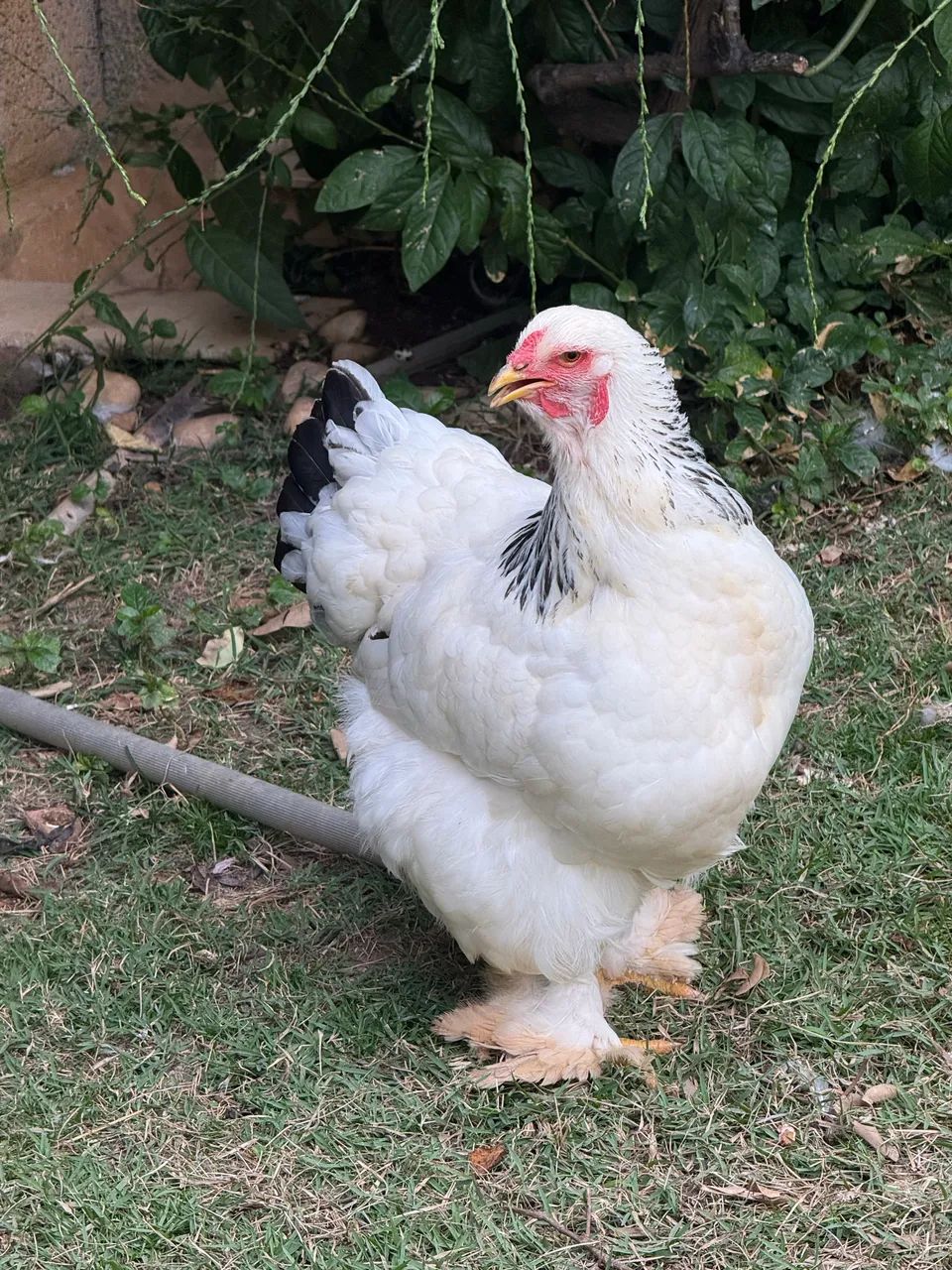  Pintinho Brahma Light Premium - Foto 4