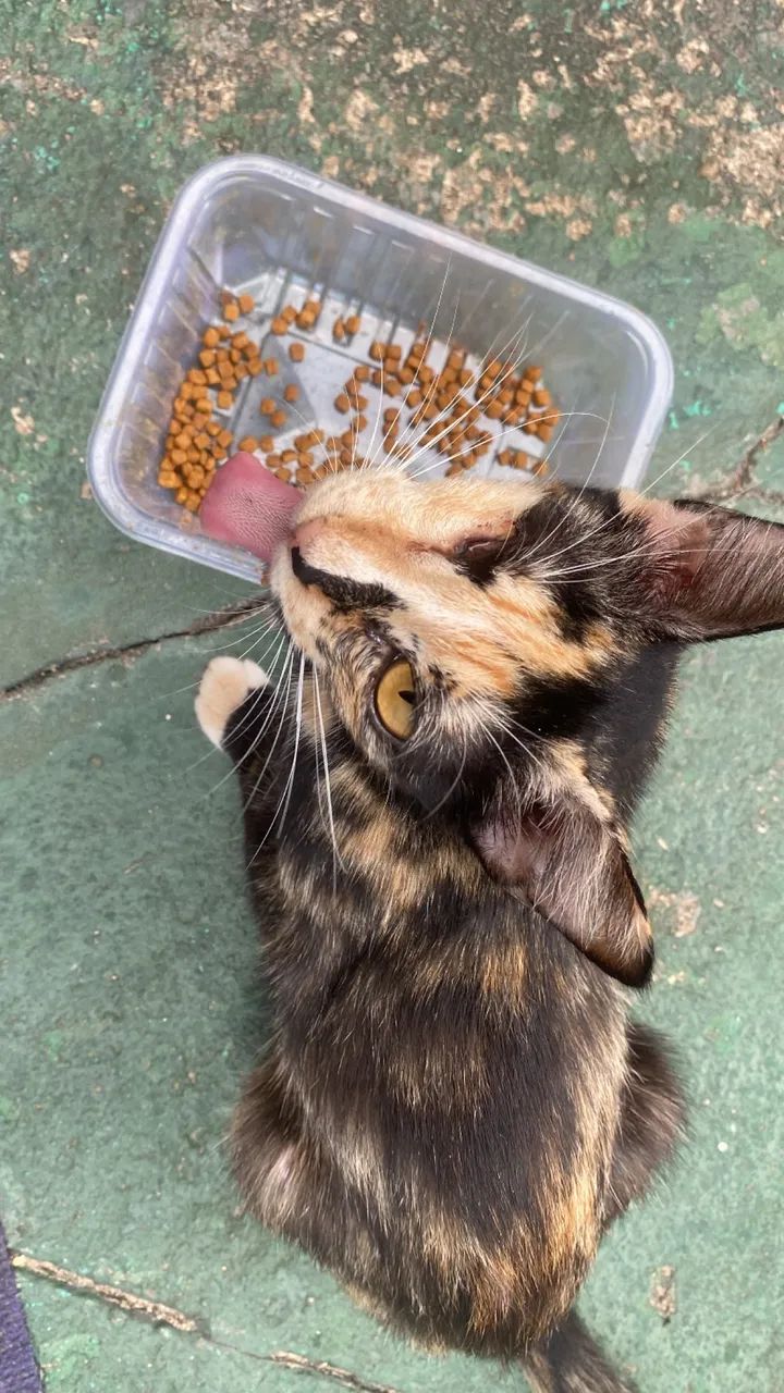 Gata para adoção - Foto 2