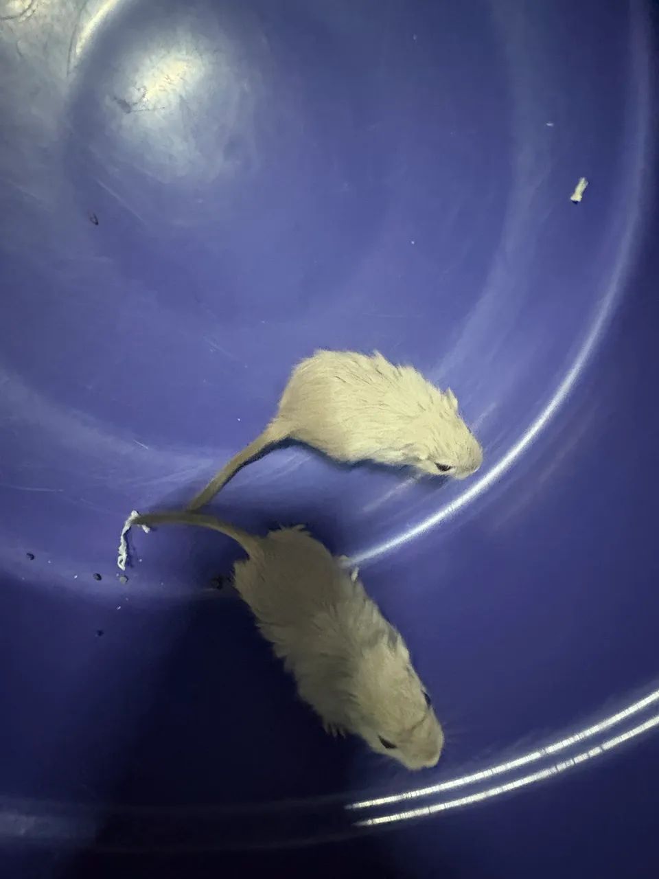 Esquilo da Mongólia Gerbil - Foto 6