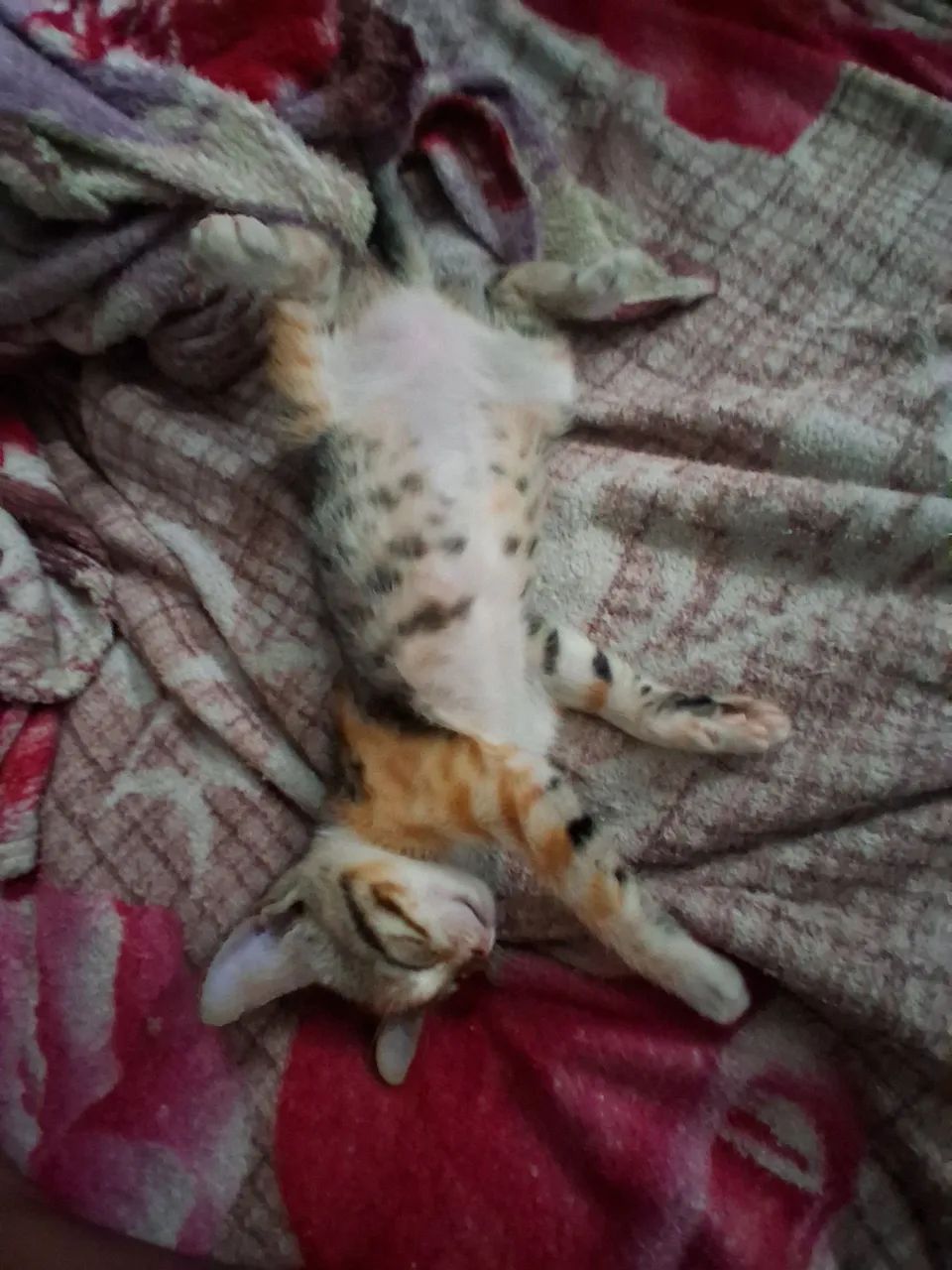 Gatinha para adoção  - Foto 4