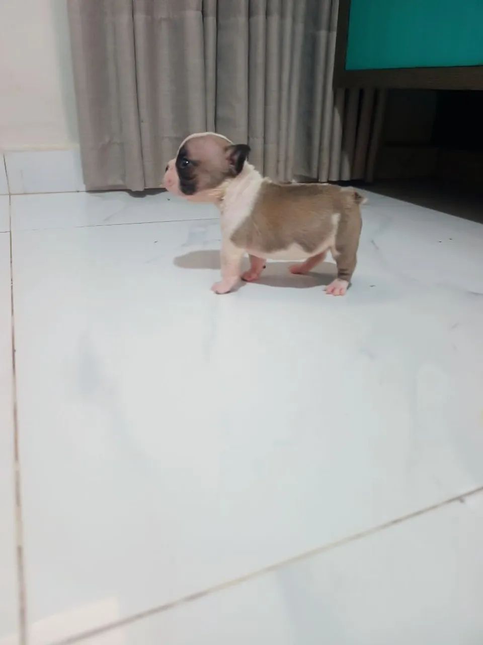 Bulldog francês  - Foto 2