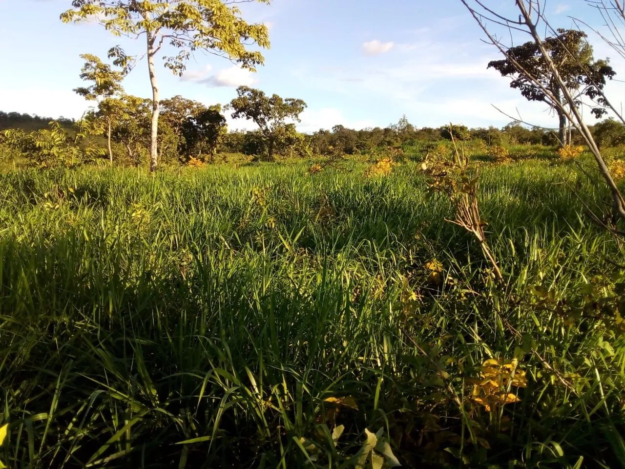 Terra Parana Tocantins - Foto 4