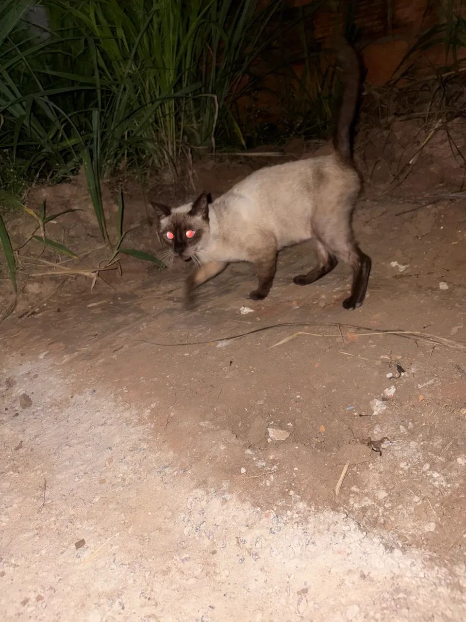 Gatinha abandonada  - Foto 3