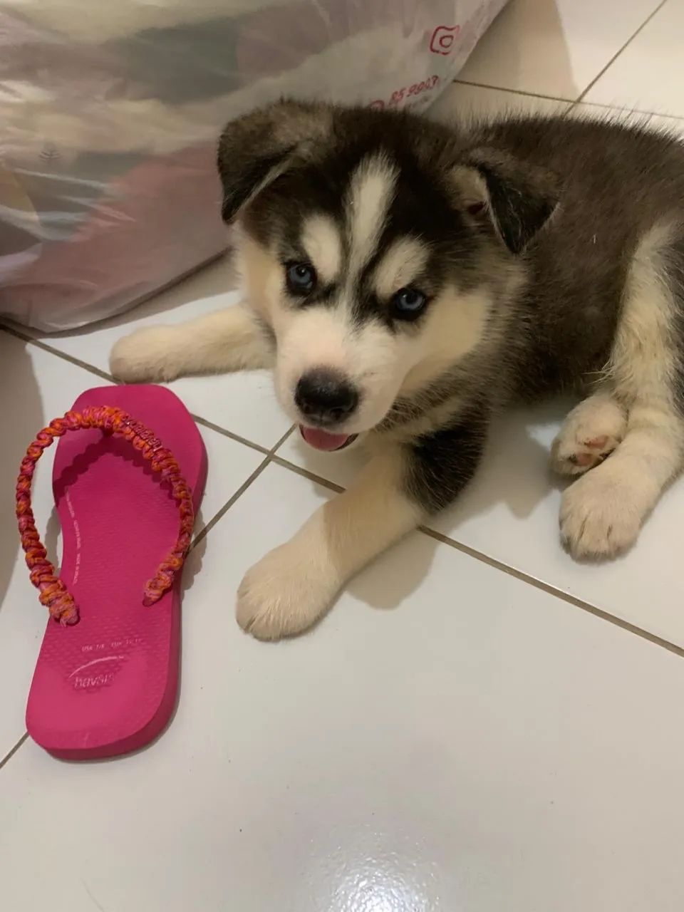 HUSKY SIBERIANO  - Foto 2