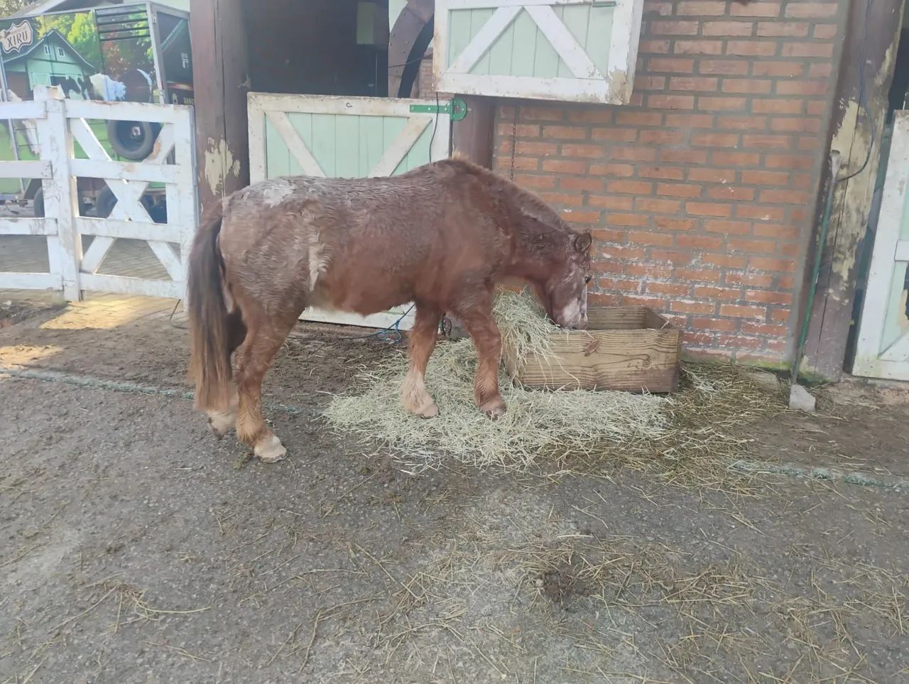 Vendo ponei - Foto 2
