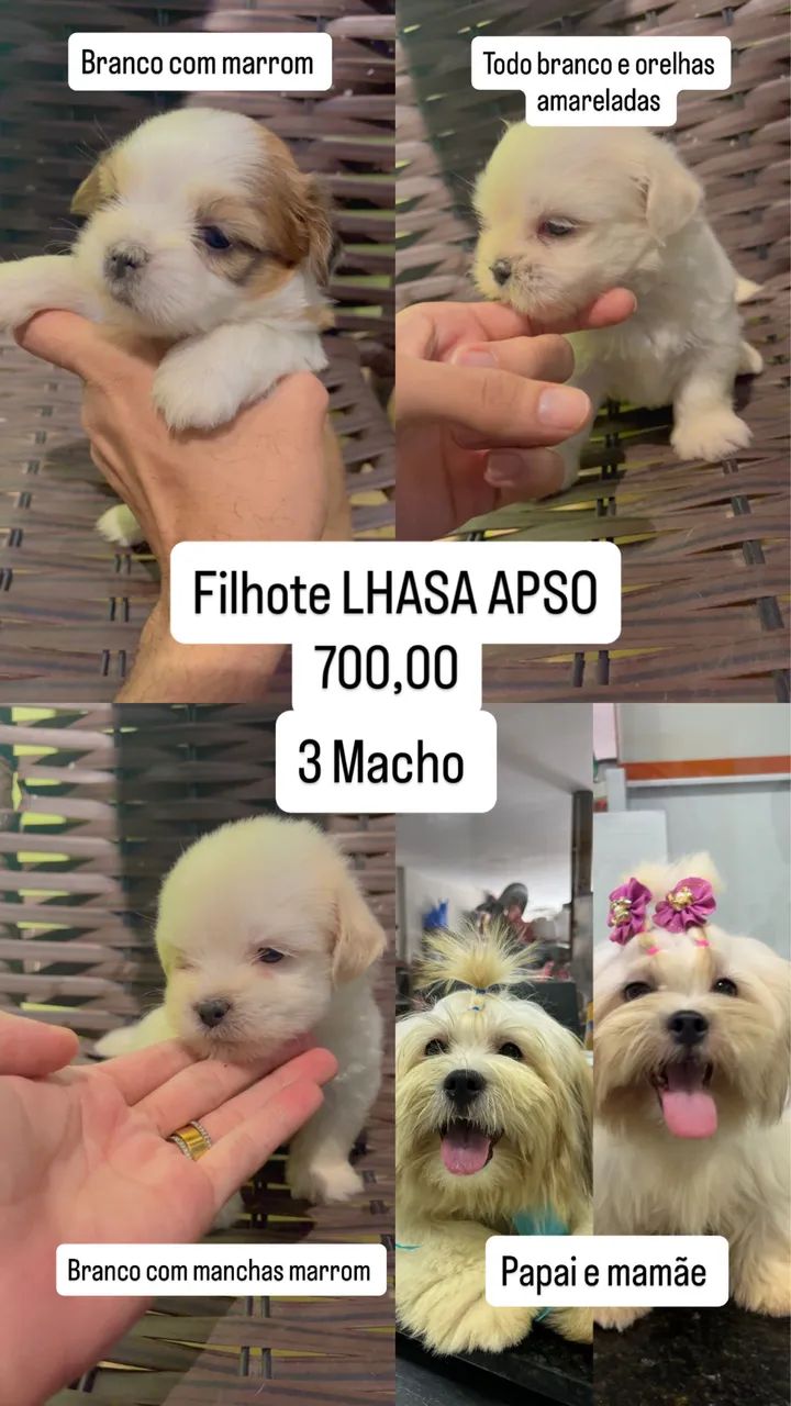 Lhasa Apso puro