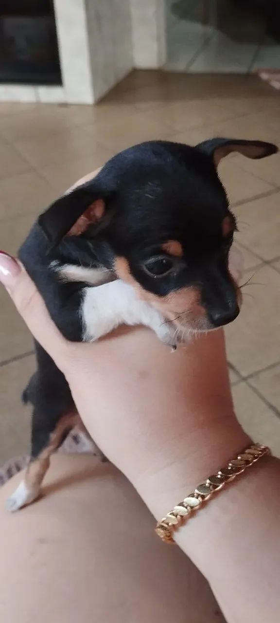 Venda de pinscher  - Foto 4