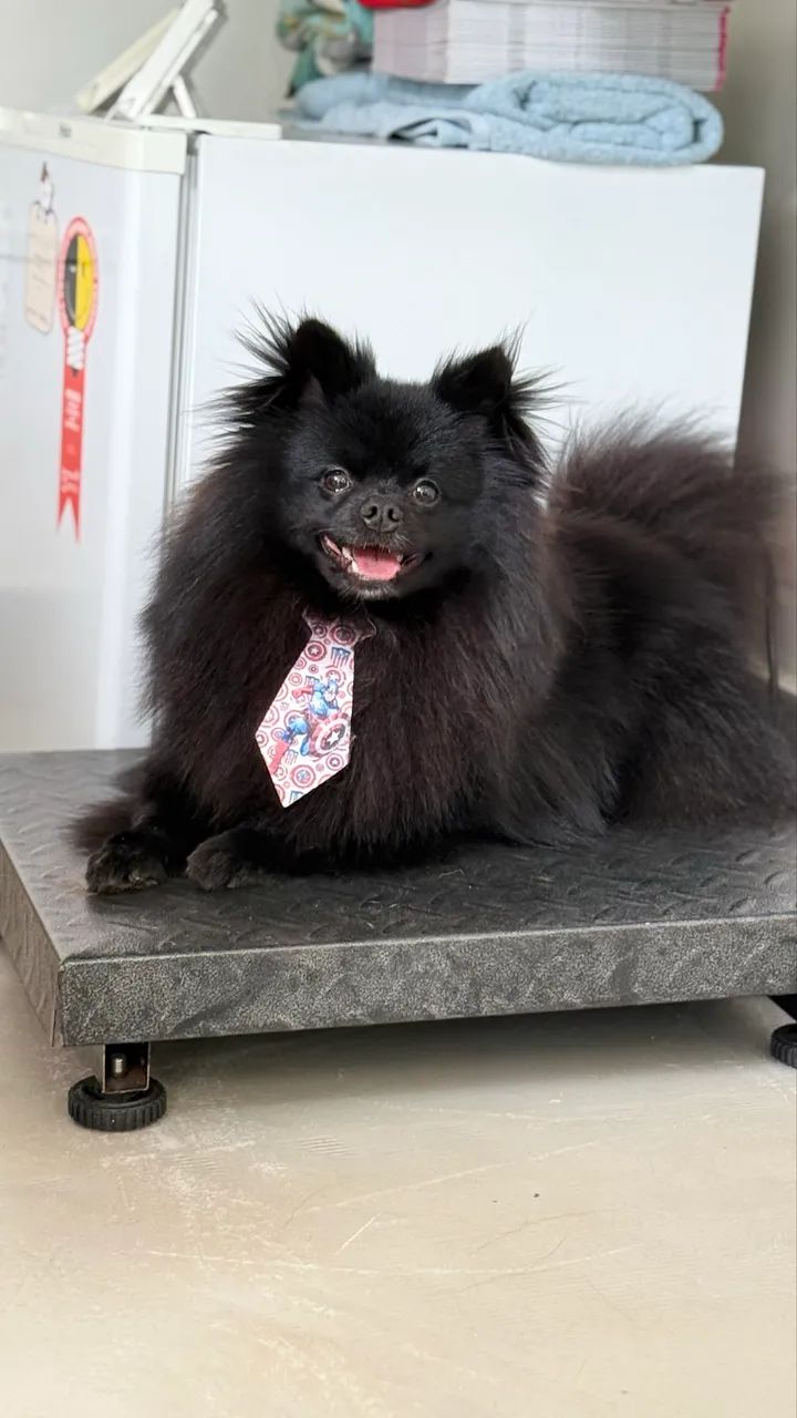 Spitz Macho Procura Namorada