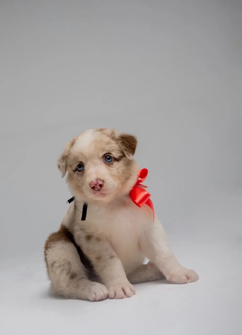 Border collie  - Foto 4