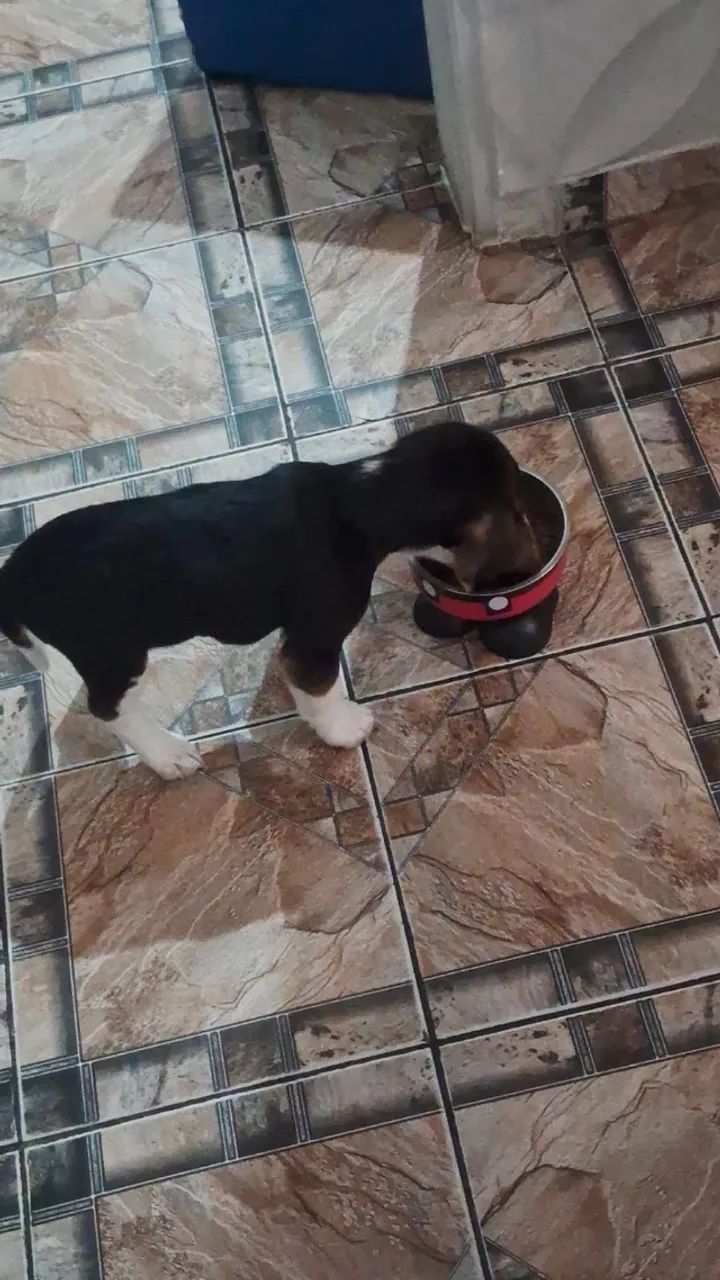 Vendo Beagle  - Foto 3