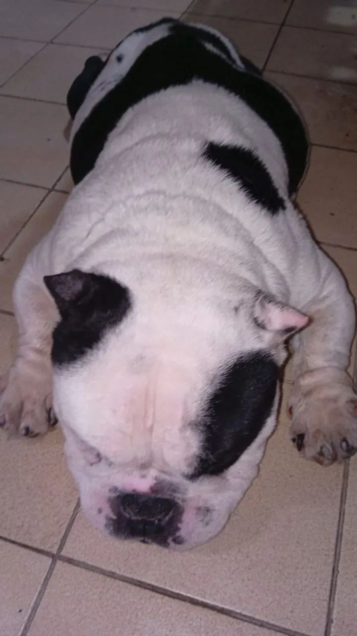 American Bully  - Foto 3
