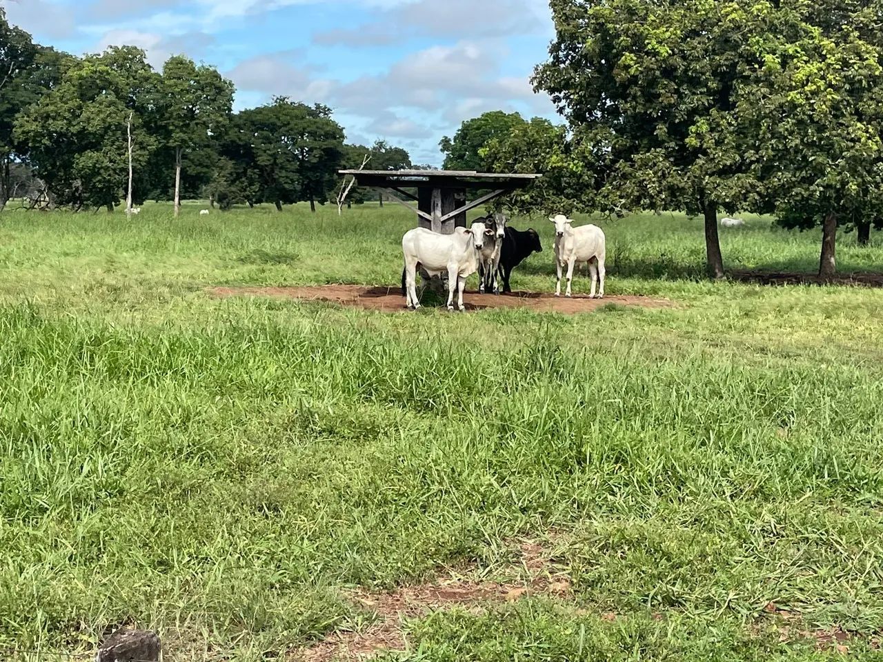 Fazenda 164 Alqueires Extra! - Foto 2