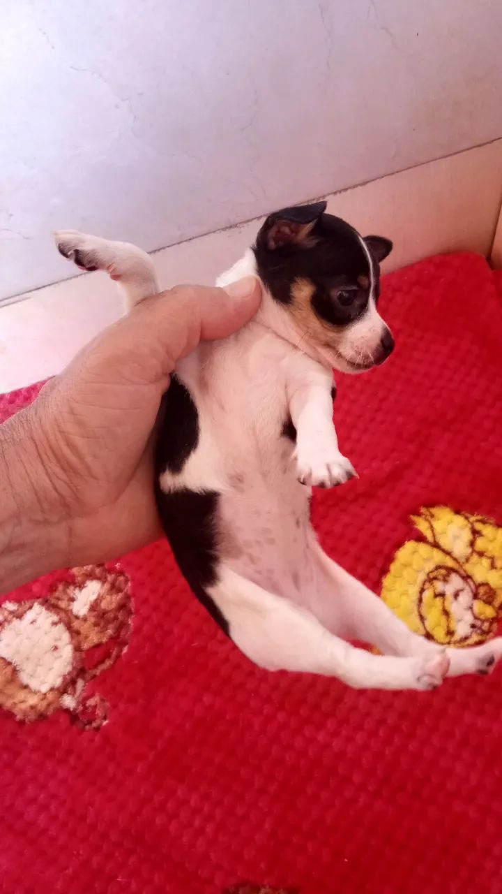 PINSCHER FEMINHA ZERO ORIGINAL 