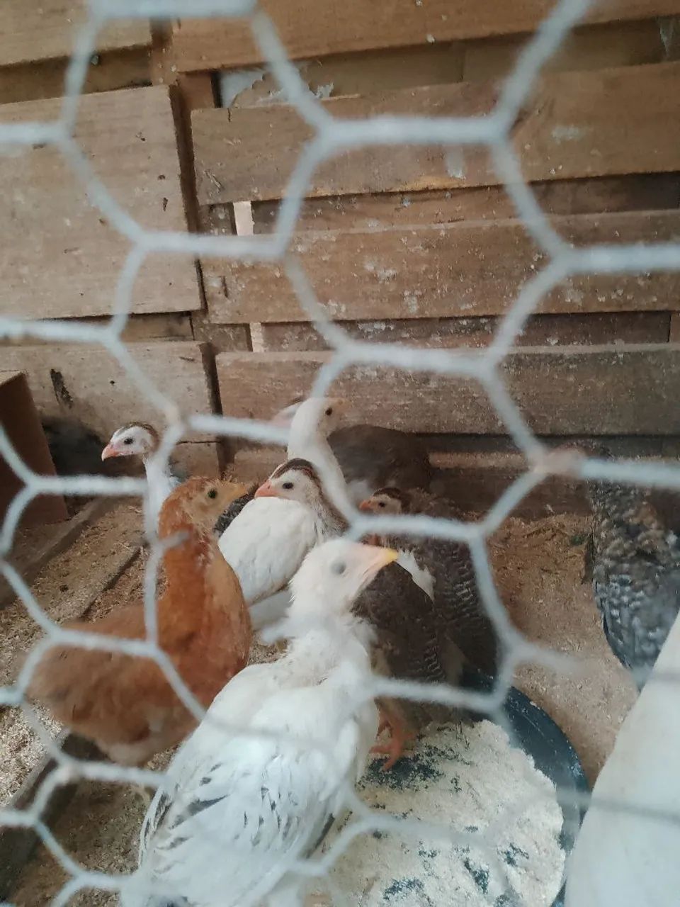 Vendo galinhas, ovos, pintinhos , Angola, filhotes coelhos  - Foto 5